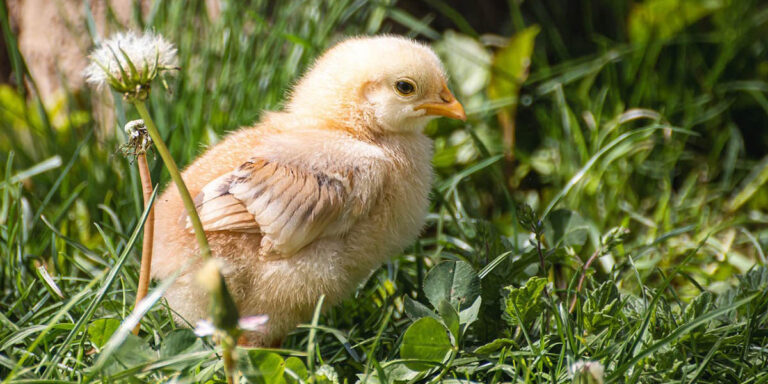 Read more about the article অর্গানিক ব্রুডিং(মুরগি) Organic Brooding