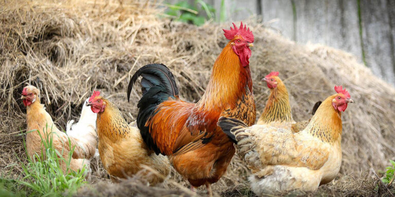 Read more about the article Hindrances of Poultry Farming in Rural Areas of Bangladesh