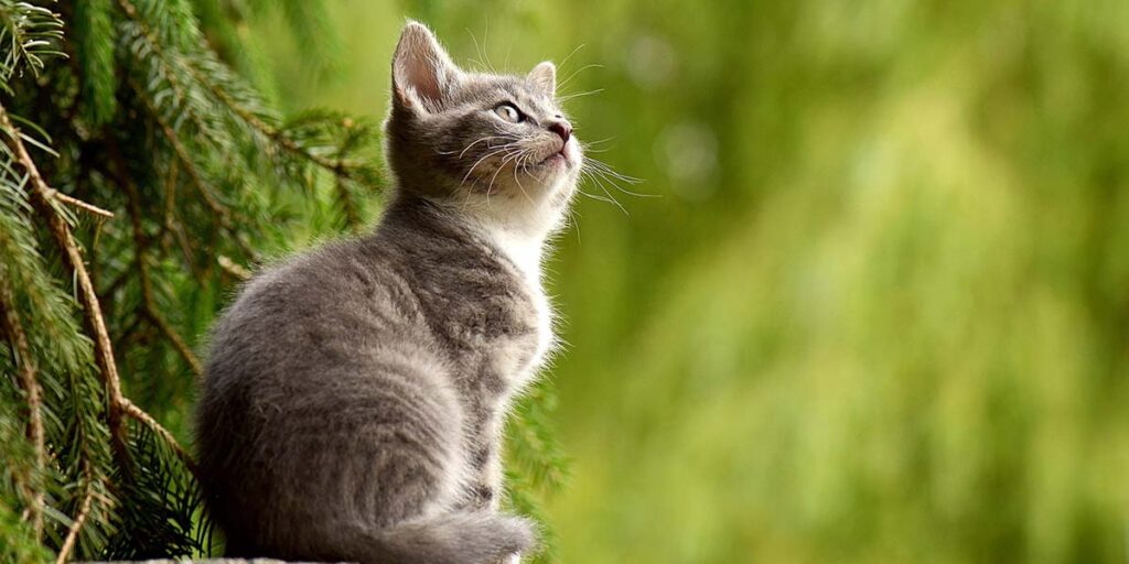 Read more about the article এফ আই পি (Feline Infectious Peritonitis -FIP )