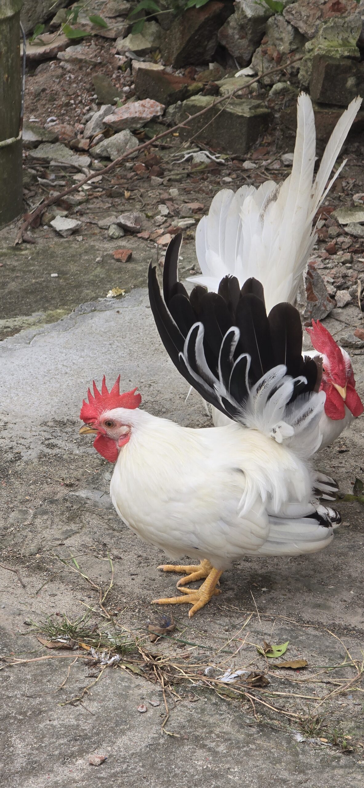 You are currently viewing Chicken বনাম Hen বিভ্রান্তি সাধারণ কিন্তু বিষয়টা পার্থক্যের