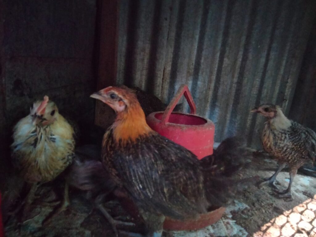 Read more about the article Chicken বনাম Hen বিভ্রান্তি সাধারণ কিন্তু বিষয়টা পার্থক্যের