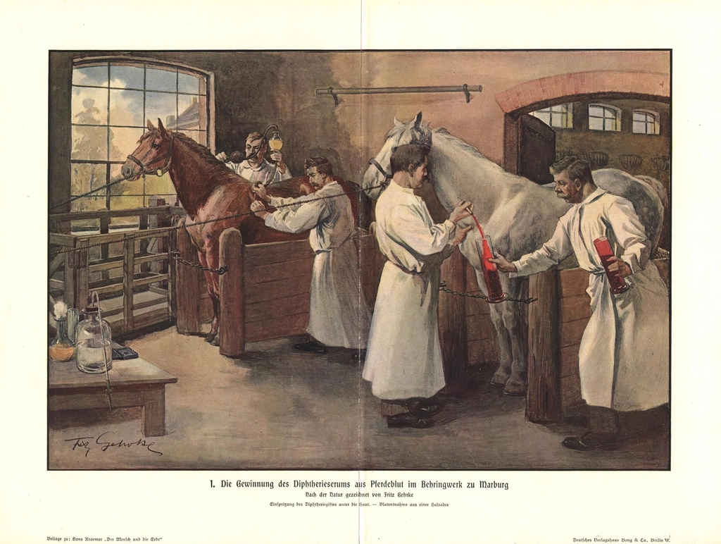 Die Gewinnung des Diphtherieserums aus